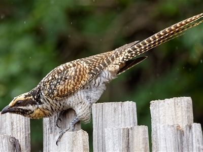 Eudynamys orientalis (Pacific Koel) at Palmerston, ACT - 10 Jan 2025 by pjpiper