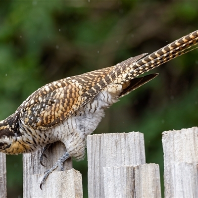 Eudynamys orientalis (Pacific Koel) at Palmerston, ACT - 10 Jan 2025 by pjpiper