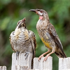 Eudynamys orientalis at Palmerston, ACT - suppressed