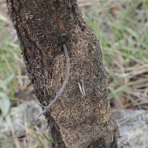 Papyrius sp. (genus) at Macarthur, ACT - suppressed