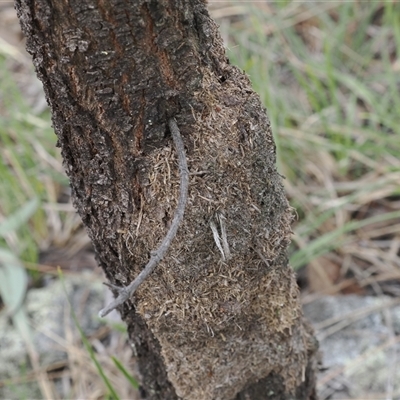 Papyrius sp. (genus) (A Coconut Ant) at Macarthur, ACT - 17 Dec 2024 by RAllen