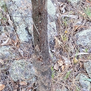 Papyrius sp. (genus) at Macarthur, ACT - suppressed