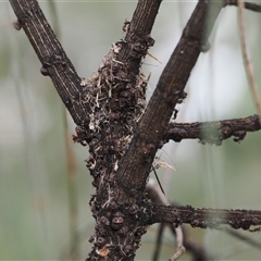 Papyrius sp. (genus) at Macarthur, ACT - suppressed