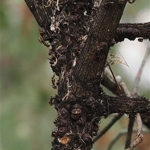 Papyrius sp. (genus) at Macarthur, ACT - suppressed