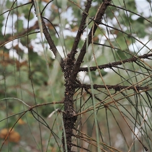 Papyrius sp. (genus) at Macarthur, ACT - suppressed