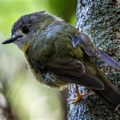 Eopsaltria capito (Pale-yellow Robin) at Dalwood, NSW - 8 Jan 2025 by Watermelontree