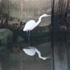 Ardea alba (Great Egret) at Warrnambool, VIC - 21 Feb 2020 by AlisonMilton