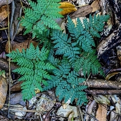 Lastreopsis microsora at Dalwood, NSW - 8 Jan 2025 by Watermelontree