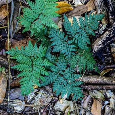 Lastreopsis microsora at Dalwood, NSW - 8 Jan 2025 by Watermelontree