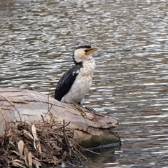 Microcarbo melanoleucos (Little Pied Cormorant) at Kangaroo Flat, VIC - 23 Feb 2020 by AlisonMilton