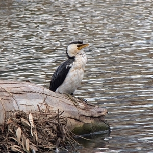 Microcarbo melanoleucos (Little Pied Cormorant) at Kangaroo Flat, VIC by AlisonMilton