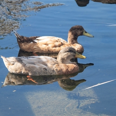 Anas platyrhynchos (Mallard (Domestic Type)) at Warrnambool, VIC - 21 Feb 2020 by AlisonMilton