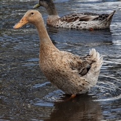 Anas platyrhynchos (Mallard (Domestic Type)) at Kangaroo Flat, VIC - 23 Feb 2020 by AlisonMilton