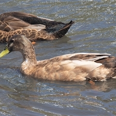 Anas platyrhynchos at Kangaroo Flat, VIC - 23 Feb 2020 02:49 PM