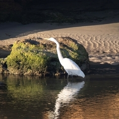 Ardea alba (Great Egret) at Warrnambool, VIC - 21 Feb 2020 by AlisonMilton