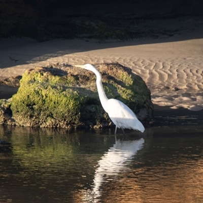 Ardea alba (Great Egret) at Warrnambool, VIC - 22 Feb 2020 by AlisonMilton