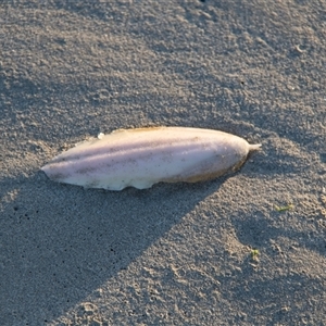 Sepia sp. (genus) at Warrnambool, VIC by AlisonMilton