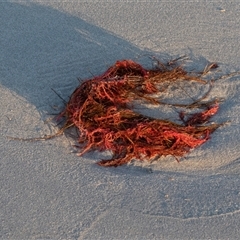 Unidentified Marine Alga & Seaweed at Warrnambool, VIC - 23 Feb 2020 by AlisonMilton