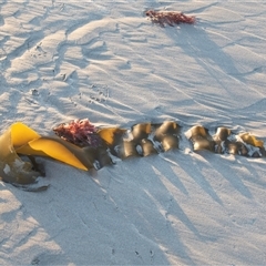 Unidentified Marine Alga & Seaweed at Warrnambool, VIC - 22 Feb 2020 by AlisonMilton