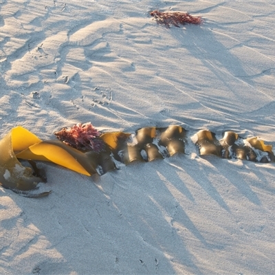 Unidentified Marine Alga & Seaweed at Warrnambool, VIC - 21 Feb 2020 by AlisonMilton