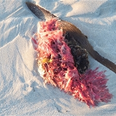 Unverified Marine Alga & Seaweed at Warrnambool, VIC - 22 Feb 2020 by AlisonMilton