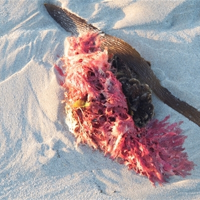 Unverified Marine Alga & Seaweed at Warrnambool, VIC - 22 Feb 2020 by AlisonMilton