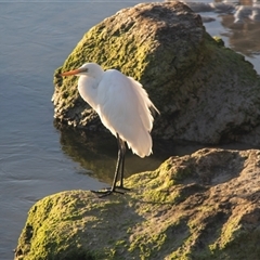 Ardea alba (Great Egret) at Warrnambool, VIC - 21 Feb 2020 by AlisonMilton