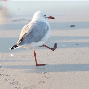 Chroicocephalus novaehollandiae (Silver Gull) at Warrnambool, VIC by AlisonMilton