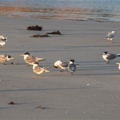 Thalasseus bergii (Crested Tern) at Warrnambool, VIC - 23 Feb 2020 by AlisonMilton