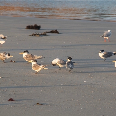 Thalasseus bergii (Crested Tern) at Warrnambool, VIC - 22 Feb 2020 by AlisonMilton