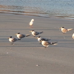 Thalasseus bergii at Warrnambool, VIC - 23 Feb 2020