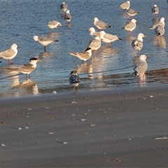 Thalasseus bergii at Warrnambool, VIC - 23 Feb 2020