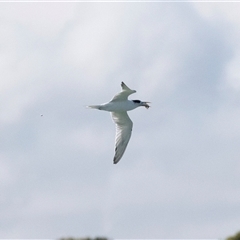 Thalasseus bergii (Crested Tern) at Huskisson, NSW - 25 Sep 2019 by AlisonMilton