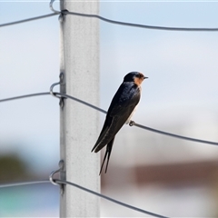 Hirundo neoxena (Welcome Swallow) at Huskisson, NSW - 25 Sep 2019 by AlisonMilton