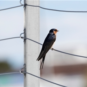 Hirundo neoxena (Welcome Swallow) at Huskisson, NSW by AlisonMilton