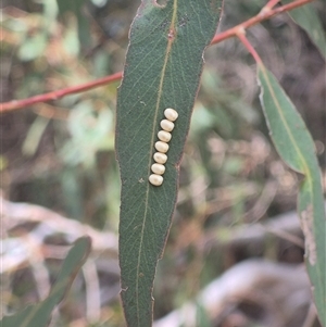 Saturniidae (family, pupa, unidentified species) at Bungendore, NSW by clarehoneydove