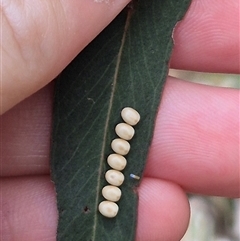 Saturniidae at Bungendore, NSW - 9 Jan 2025 02:48 PM