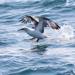 Morus serrator (Australasian Gannet) at Callala Bay, NSW - 25 Sep 2019 by AlisonMilton