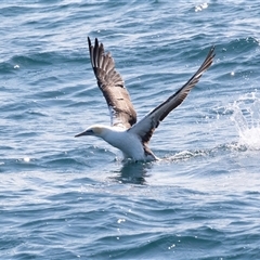 Morus serrator at Callala Bay, NSW - 25 Sep 2019 02:07 PM