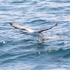 Morus serrator at Callala Bay, NSW - 25 Sep 2019 02:07 PM