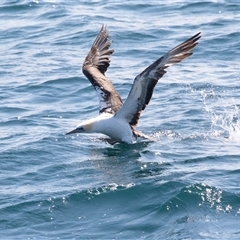 Morus serrator at Callala Bay, NSW - 25 Sep 2019 02:07 PM