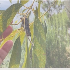 Clania ignobilis (Faggot Case Moth) at Lyons, ACT - 11 Jan 2025 by ran452