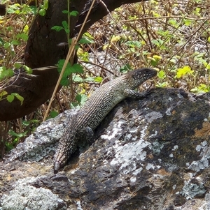 Egernia cunninghami (Cunningham's Skink) at Latham, ACT by LD12