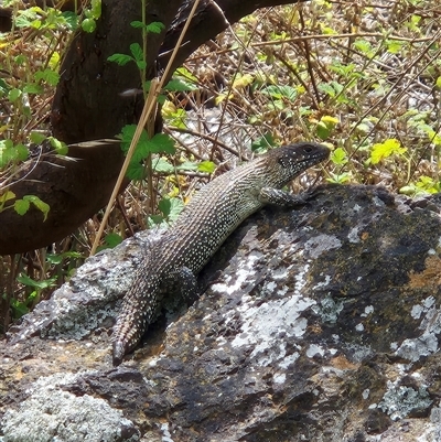 Egernia cunninghami (Cunningham's Skink) at Latham, ACT - 11 Jan 2025 by LD12