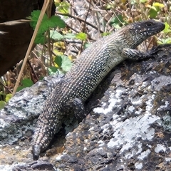 Egernia cunninghami at Latham, ACT - 11 Jan 2025 01:31 PM