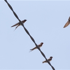 Hirundo neoxena (Welcome Swallow) at Nelligen, NSW - 1 Nov 2019 by AlisonMilton