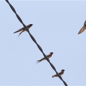 Hirundo neoxena (Welcome Swallow) at Nelligen, NSW by AlisonMilton