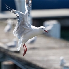 Chroicocephalus novaehollandiae (Silver Gull) at Batemans Bay, NSW - 1 Nov 2019 by AlisonMilton