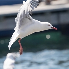 Chroicocephalus novaehollandiae at Batemans Bay, NSW - 1 Nov 2019 09:59 AM