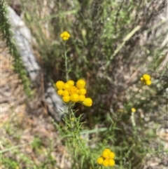 Chrysocephalum semipapposum (Clustered Everlasting) at Booth, ACT - 11 Jan 2025 by Mulch